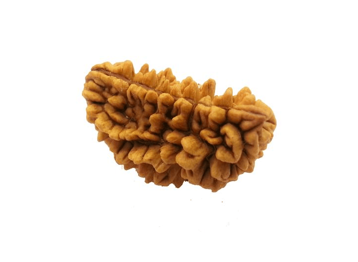 1 Mukhi Indo Original Rudraksha